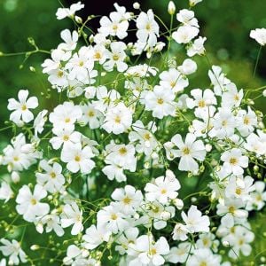 Gypsophila tohumu bebek nefesi çiçeği