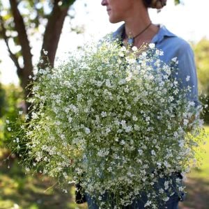 Gypsophila tohumu bebek nefesi çiçeği