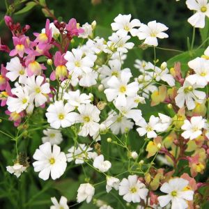 Gypsophila tohumu bebek nefesi çiçeği