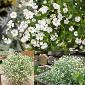 Gypsophila tohumu bebek nefesi çiçeği
