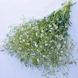 Gypsophila tohumu bebek nefesi çiçeği