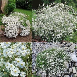 Gypsophila tohumu bebek nefesi çiçeği