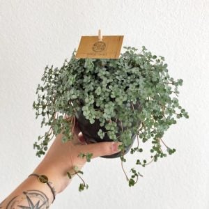 Sarkan pilea glauca saksıda