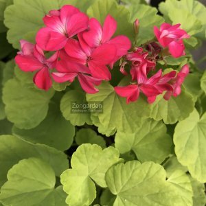 Golden Petite minyatür sardunya fidesi koleksiyon serisi