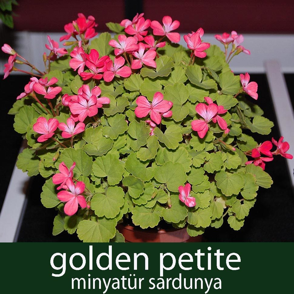 Golden Petite minyatür sardunya fidesi koleksiyon serisi