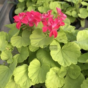 Golden Petite minyatür sardunya fidesi koleksiyon serisi