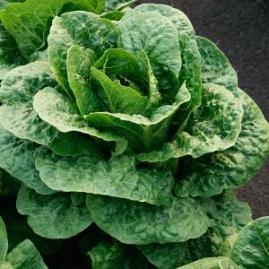 Teton Marul Tohumu – Kaplamalı Çıtır Aysberg Marul