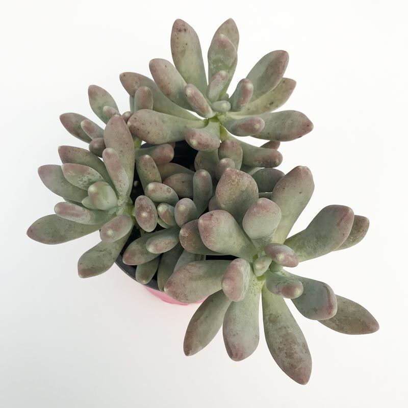 Pachyphytum oviferum sukulent bitki