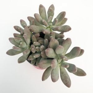 Pachyphytum oviferum sukulent bitki