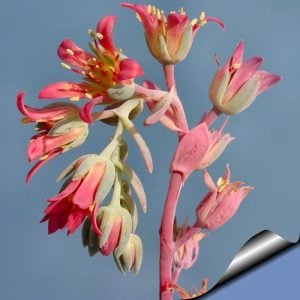 Pachyphytum oviferum sukulent bitki