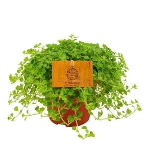 Sarkan pilea depressa saksıda