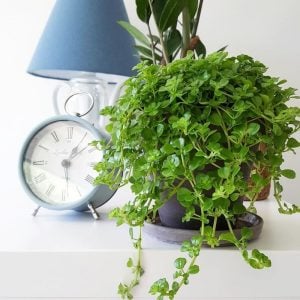 Sarkan pilea depressa saksıda