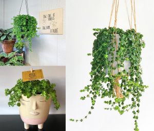 Sarkan pilea depressa saksıda