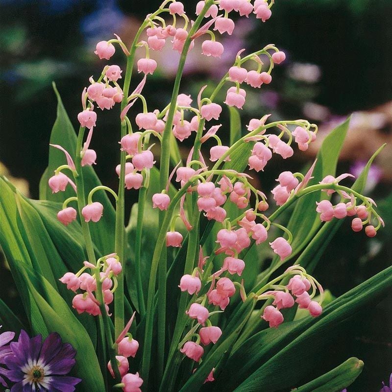 Pembe müge çiçeği saksılı convallaria lily of the valley