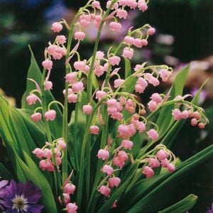 Pembe müge çiçeği saksılı convallaria lily of the valley