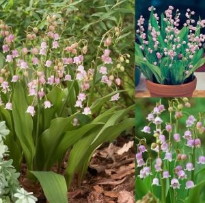 Pembe müge çiçeği saksılı convallaria lily of the valley