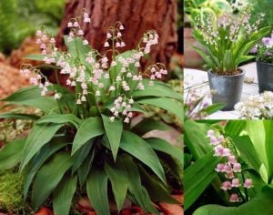 Pembe müge çiçeği saksılı convallaria lily of the valley