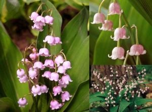 Pembe müge çiçeği saksılı convallaria lily of the valley