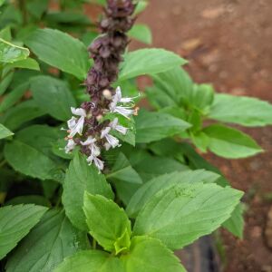 Reyhan Fesleğen Tohumu – Baharatlı Tüylü Reyhan (Ocimum canum)