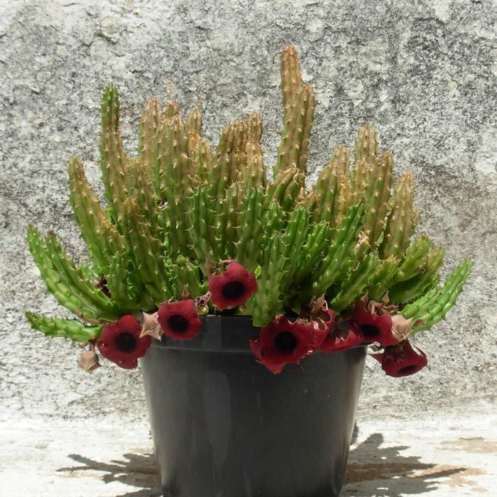 Huernia schneideriana sukulent bitki