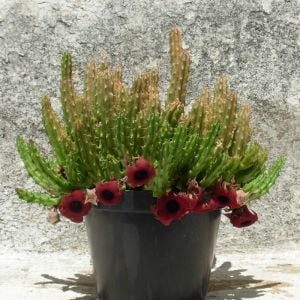 Huernia schneideriana sukulent bitki