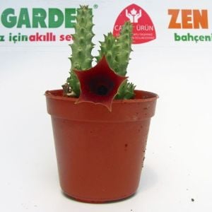 Huernia schneideriana sukulent bitki