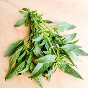 Reyhan Fesleğen Tohumu – Baharatlı Tüylü Reyhan (Ocimum canum)
