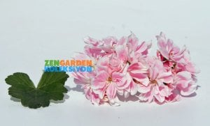 Saga sardunya fidesi koleksiyon serisi