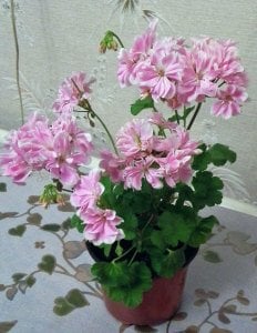 Saga sardunya fidesi koleksiyon serisi