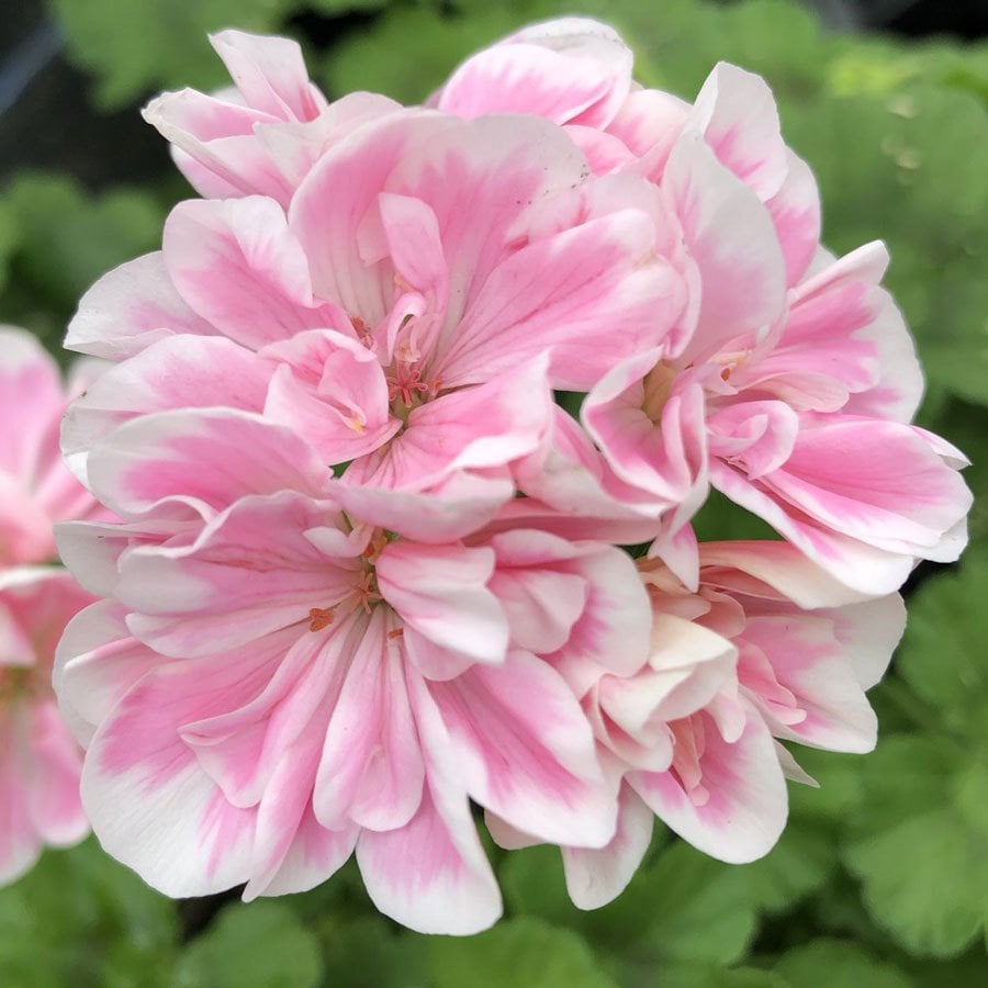 Saga sardunya fidesi koleksiyon serisi