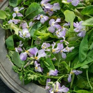Chinese Violet Cress Tere Tohumu – Mor Çiçekli Yenilebilir Tere