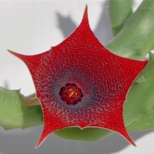 Huernia pendula sarkan sukulent