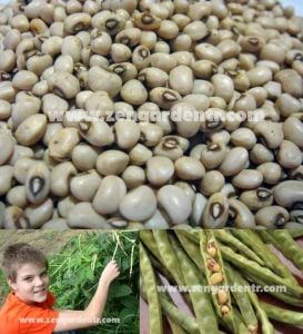 Sarıgöz börülce tohumu oturak tip