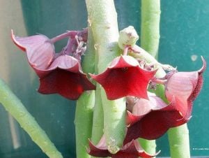 Huernia pendula sarkan sukulent