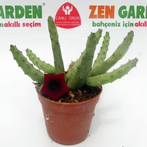 Huernia pendula sarkan sukulent