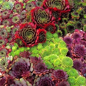 Sempervivum tohumu tüm türler hens & chicks hybrids