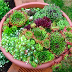 Sempervivum tohumu tüm türler hens & chicks hybrids