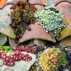 Sempervivum tohumu tüm türler hens & chicks hybrids