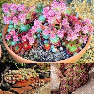 Sempervivum tohumu tüm türler hens & chicks hybrids