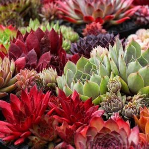 Sempervivum tohumu tüm türler hens & chicks hybrids