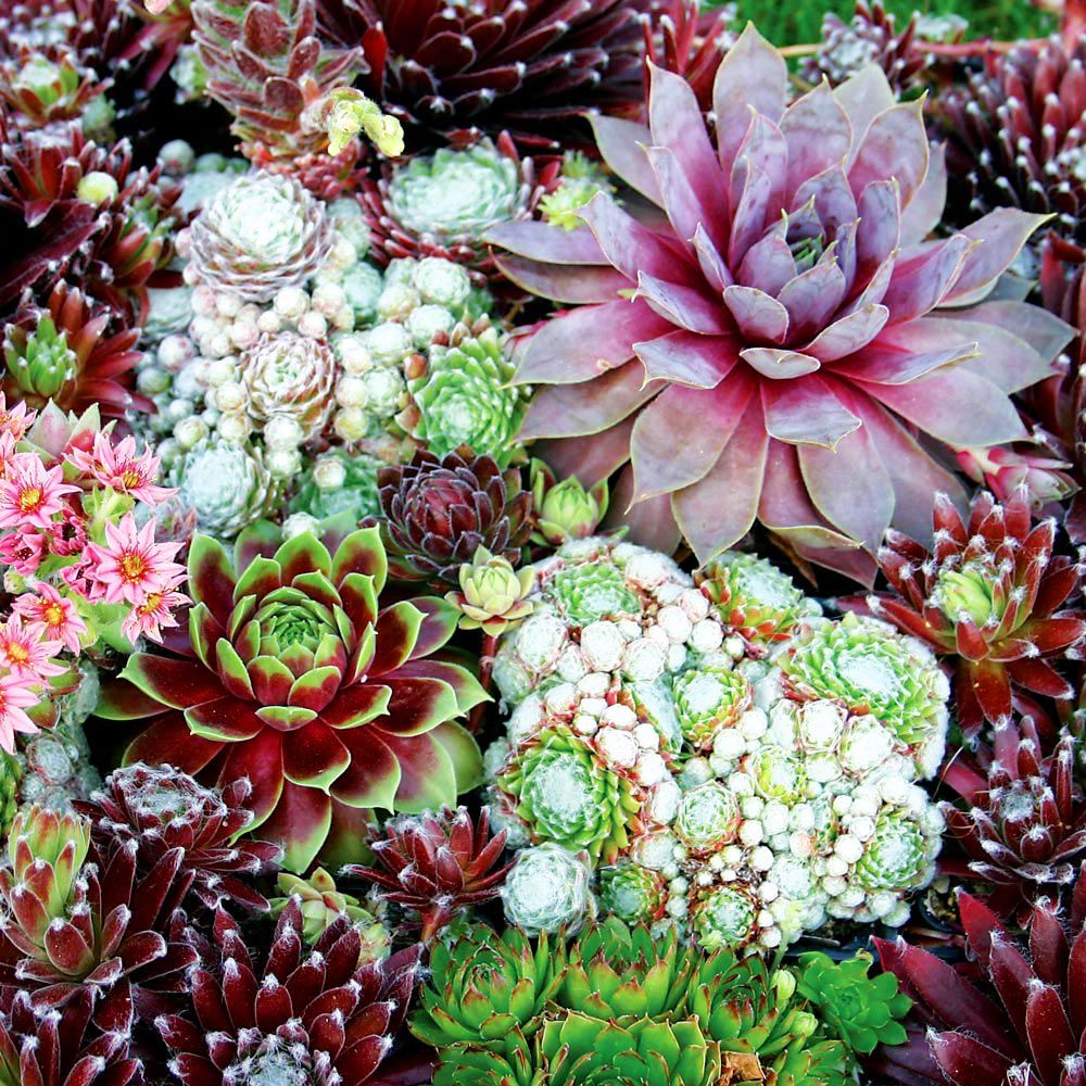 Sempervivum tohumu tüm türler hens & chicks hybrids