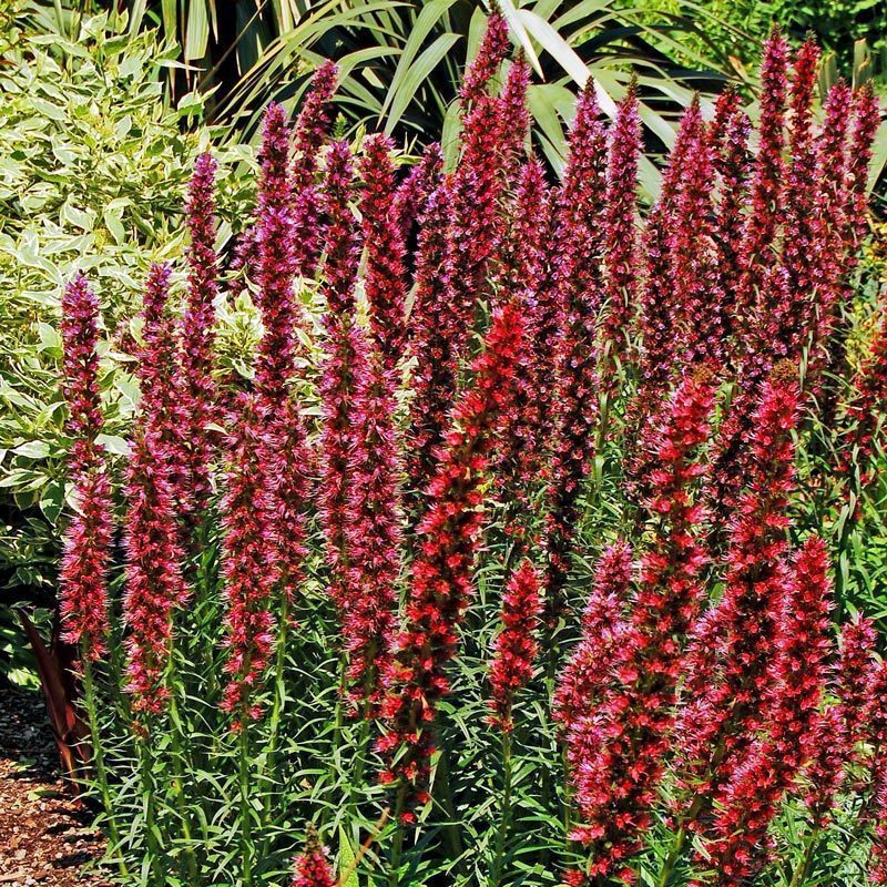 Echium russicum fidesi 1 adet fide