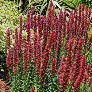 Echium russicum fidesi 1 adet fide