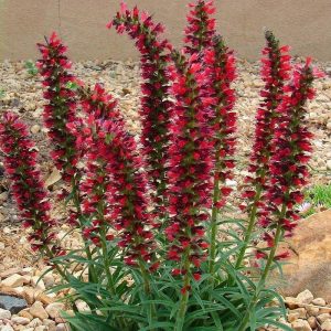 Echium russicum fidesi 1 adet fide