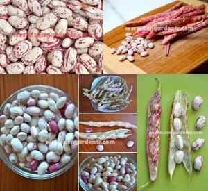 Şelale barbunya tohumu barbun fasulye