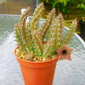 Huernia boleana sukulent bitki