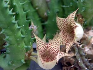 Huernia boleana sukulent bitki