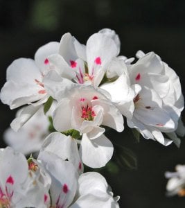 Kupa Kızı dekoratif sardunya fidesi koleksiyon serisi