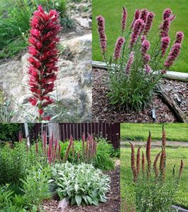 Echium russicum fidesi 3 adet fide