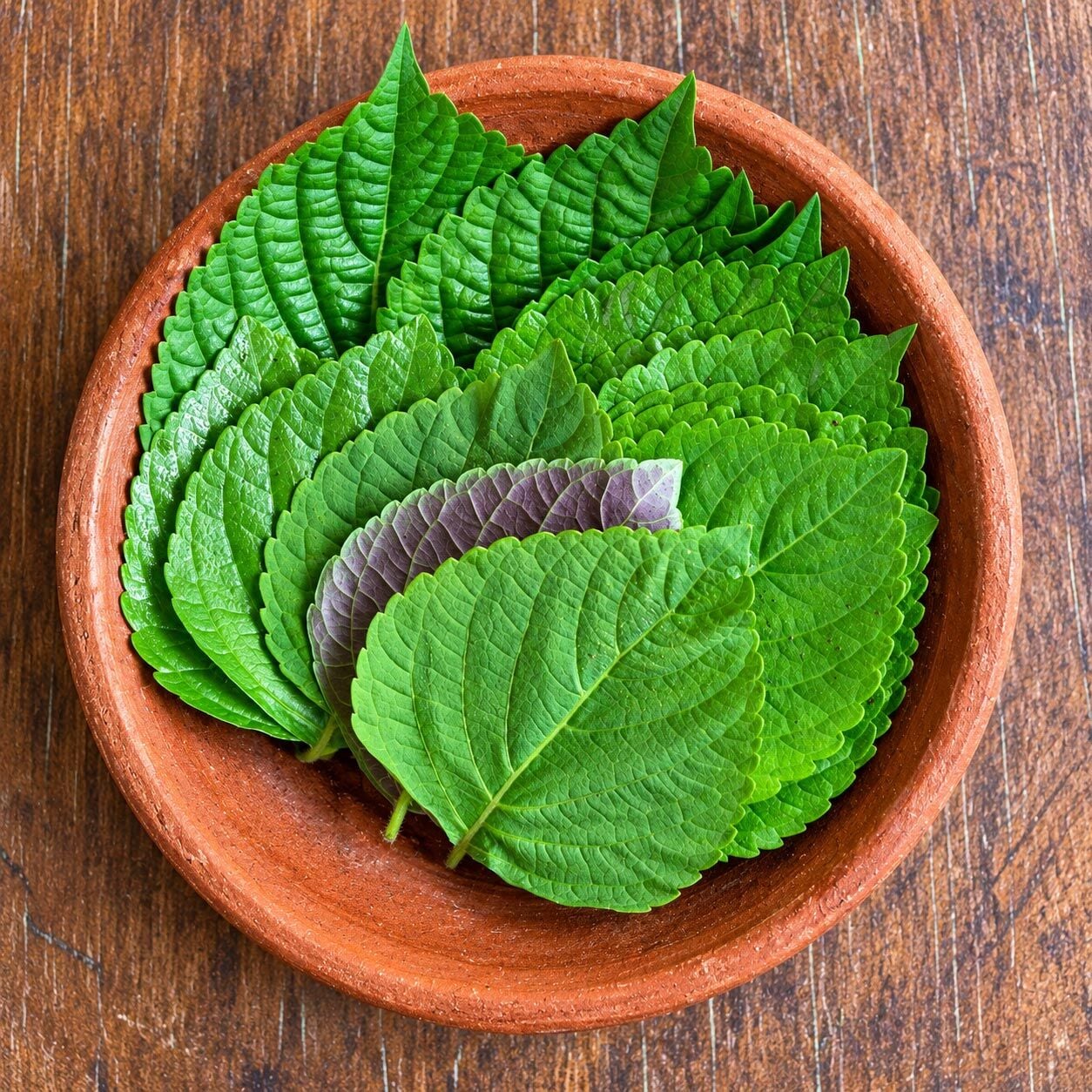 Kore Perillası Tohumu – Kkaennip Shiso Sarma Yaprağı